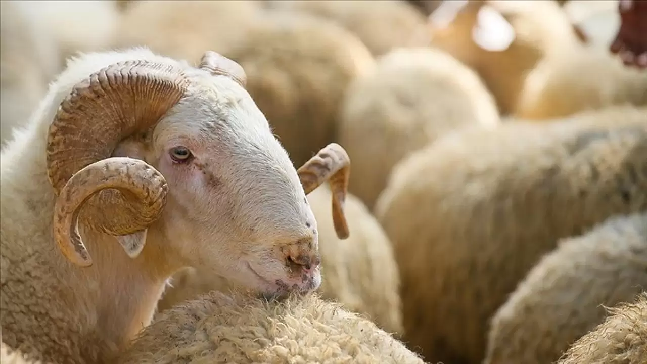 Kurban İbadetinin Detayları: 10 Soruda Tüm Püf Noktaları