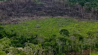 Ormanların Tahrip Edilme Hızı Son 23 Yılın En Düşük Seviyesine İndi