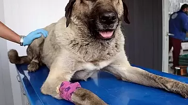 Sokak Köpeklerinin Kısırlaştırılmasıyla Üreme Sorunu Çözülecek